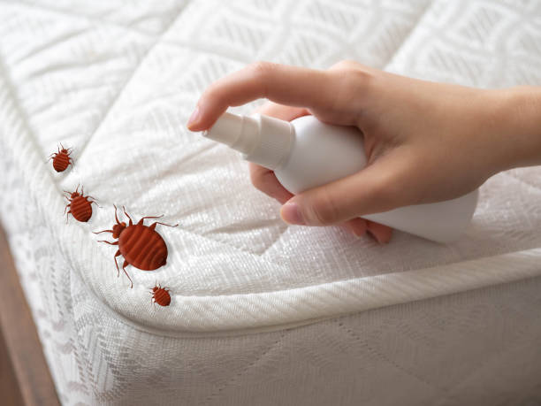 Best Termite Control Services  in Shawnee, OK