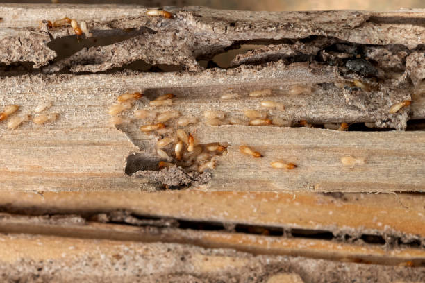 Best Bed Bug Extermination  in Shawnee, OK