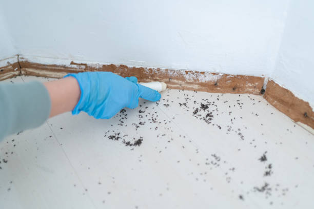 Best Cockroach Control Services  in Shawnee, OK